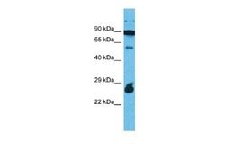 RAPGEFL1 Antibody, Novus Biologicals 100 &mu;L; Unconjugated:Antibodies,